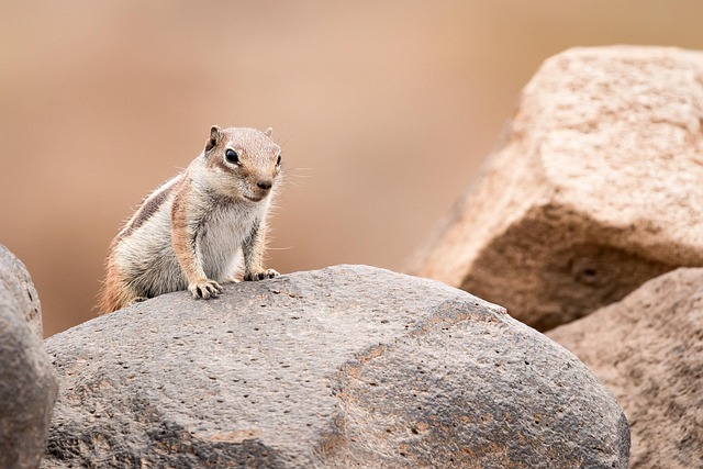 desert-safari-640x480-87367396.jpeg