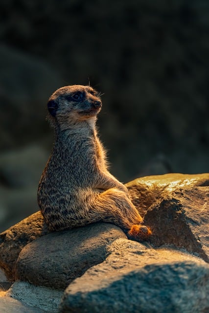 desert-safari-640x480-89006181.jpeg
