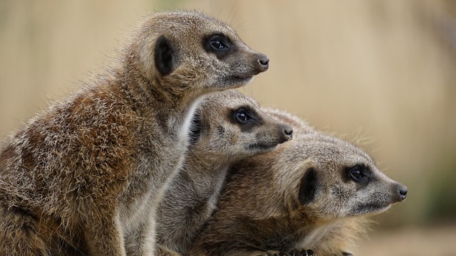 desert-safari-640x480-89170821.jpeg
