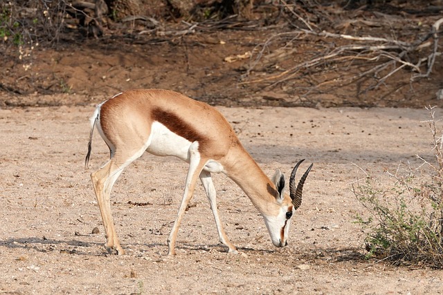 desert-safari-640x480-89272030.jpeg