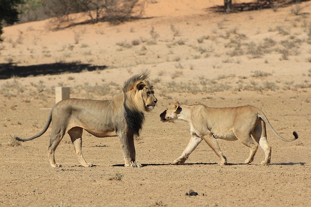 Unleash Desert Adventures: Your Ultimate Guide to Cheapest Desert Safari Dubai