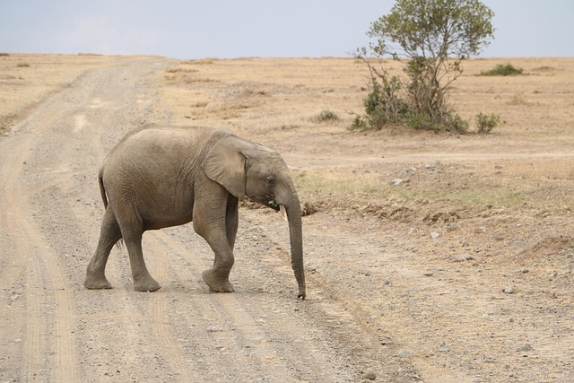desert-safari-640x480-94906359.jpeg