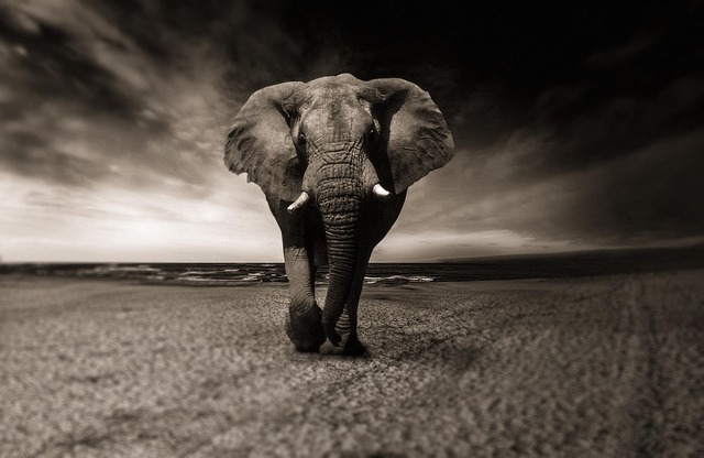 desert-safari-640x480-96523351.jpeg