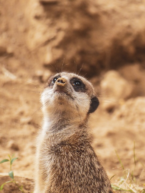 desert-safari-640x480-97613720.jpeg
