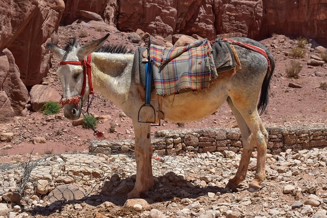Desert safari Al Barsha