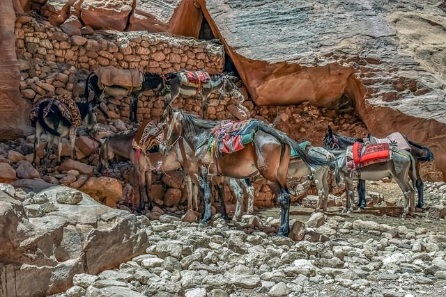 Desert safari Al Safa