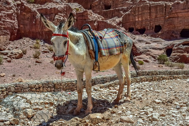 desert-safari-al-safa-640x480-94663508.jpeg