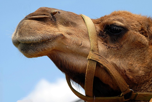 Desert safari Arabian Ranches