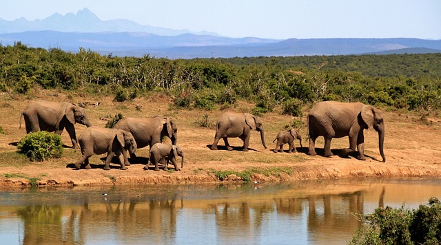 desert-safari-arabian-ranches-640x480-56225007.jpeg