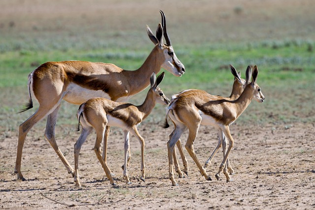 desert-safari-arabian-ranches-640x480-58656578.jpeg