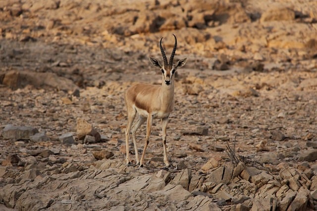 Desert safari Arabian Ranches