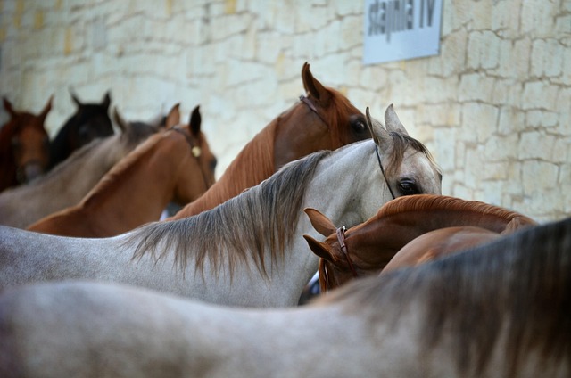 Desert safari Arabian Ranches