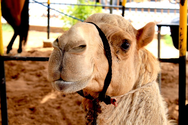 Desert safari Arabian Ranches
