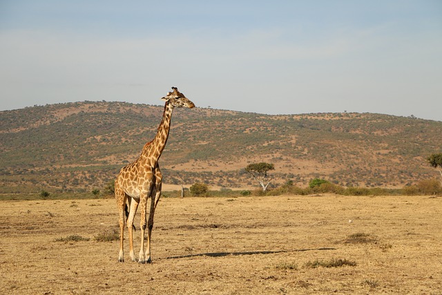 desert-safari-bur-640x480-41765332.jpeg