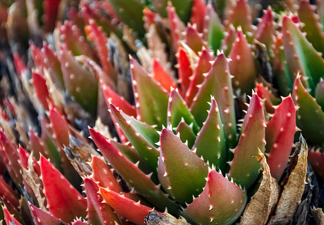 Desert safari Discovery Gardens