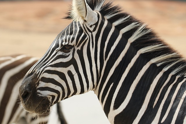 desert-safari-downtown-640x480-40982639.jpeg
