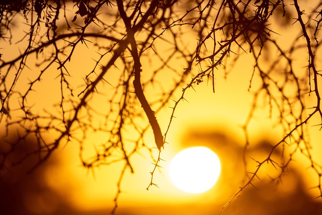 desert-safari-investment-park-640x480-28399194.jpeg