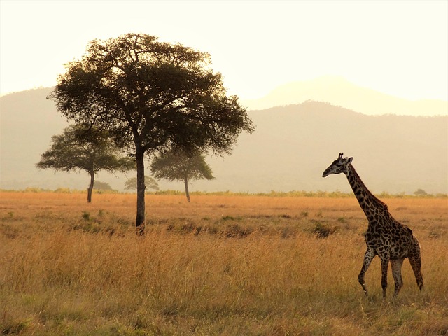 Desert safari  Investment Park