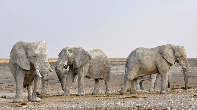 Desert safari  Investment Park
