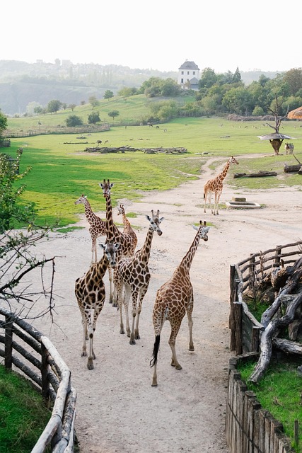 Desert safari  Investment Park