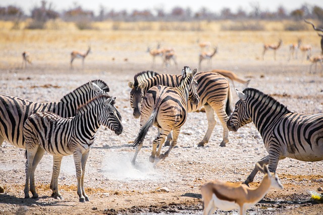 desert-safari-investment-park-640x480-48877182.jpeg