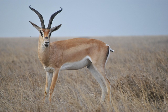 Desert safari  Investment Park
