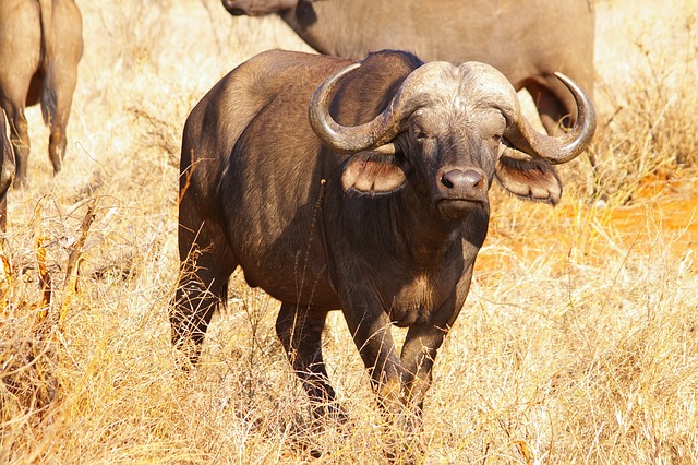 Desert safari  Investment Park