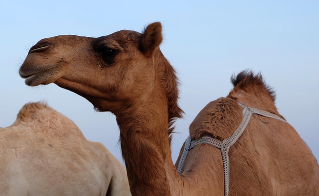 Dubai Investment Park Safari Deals: Navigating Desert Tours with Top-Tier Pickup Service