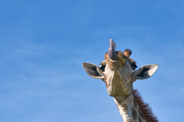 desert-safari-investment-park-640x480-82159999.jpeg
