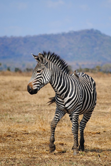 Desert safari  Investment Park
