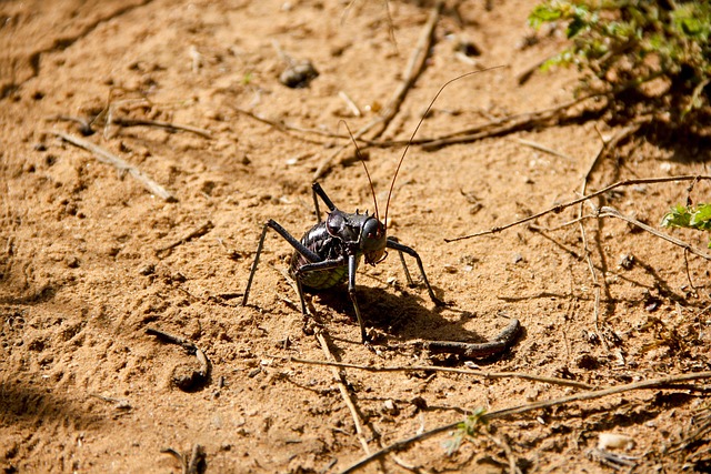 Desert safari Jebel Ali