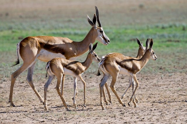 Desert safari Jebel Ali