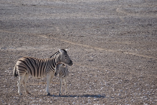 desert-safari-jumeirah-640x480-31050444.jpeg