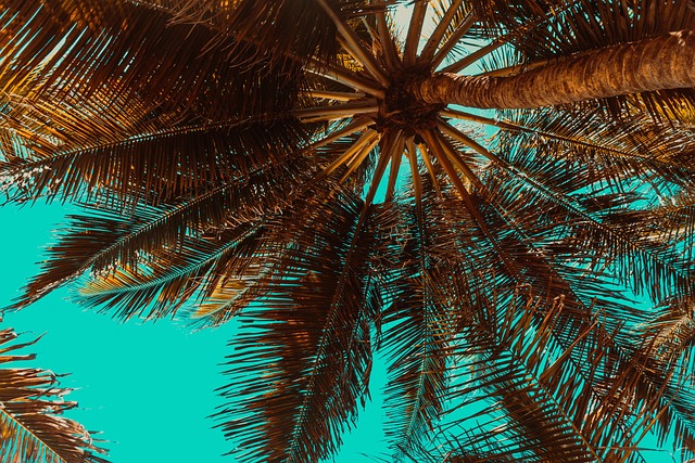 desert-safari-palm-jumeirah-640x480-40906703.jpeg