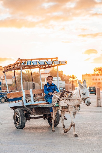 Desert safari  Silicon Oasis