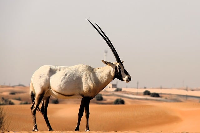 desert-safari-sports-city-640x480-54655517.jpeg