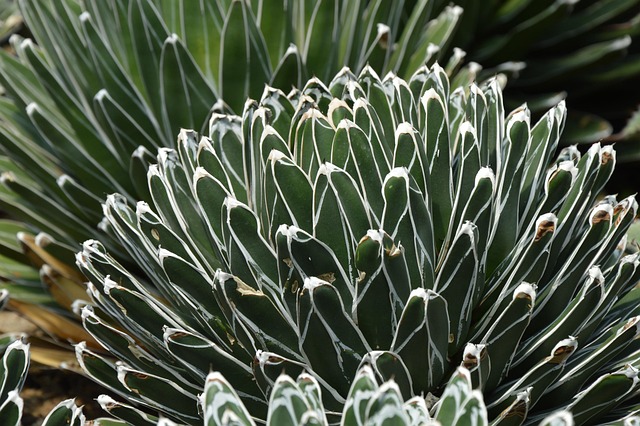 desert-safari-the-greens-640x480-57006435.jpeg