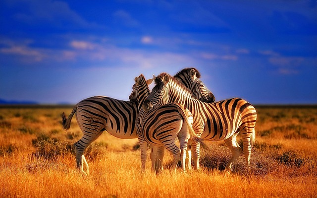 desert-safari-the-meadows-640x480-68164685.jpeg