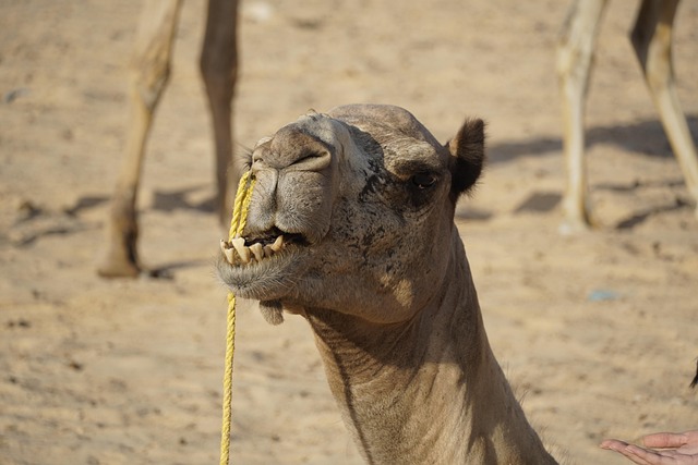 desert-safari-the-springs-640x480-52787272.jpeg