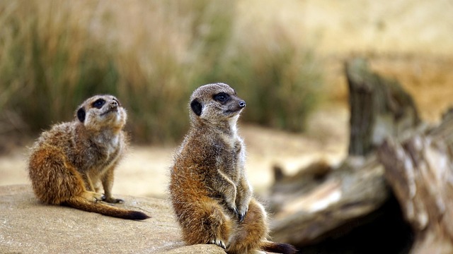 desert-safari-the-springs-640x480-72283976.jpeg