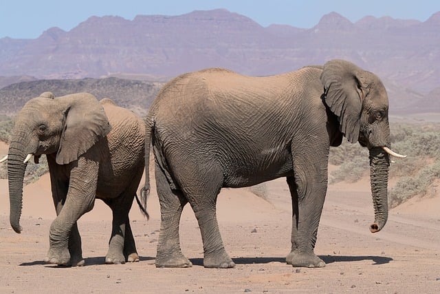 desert-safari-tours-640x480-1927603.jpeg