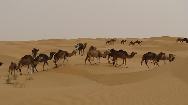 desert safari tours