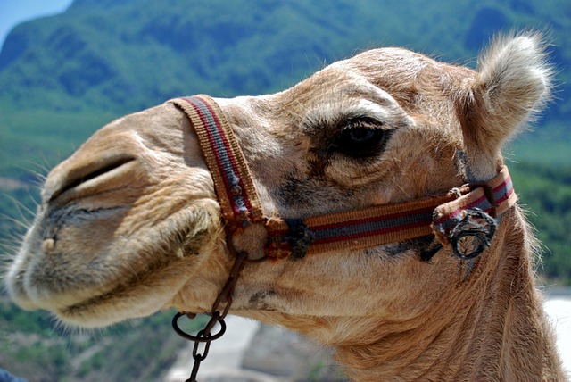 desert-safari-umm-suqeim-640x480-13651563.jpeg