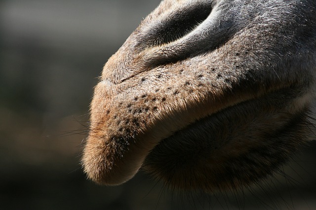 desert-safari-umm-suqeim-640x480-83530068.jpeg