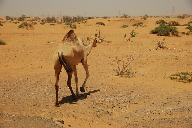 Desert safari Umm Suqeim