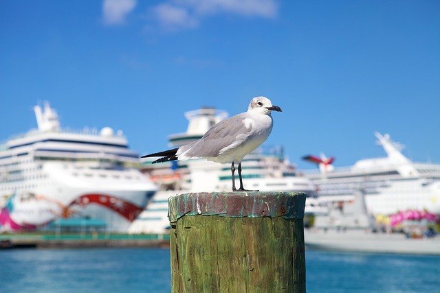 dinner cruise