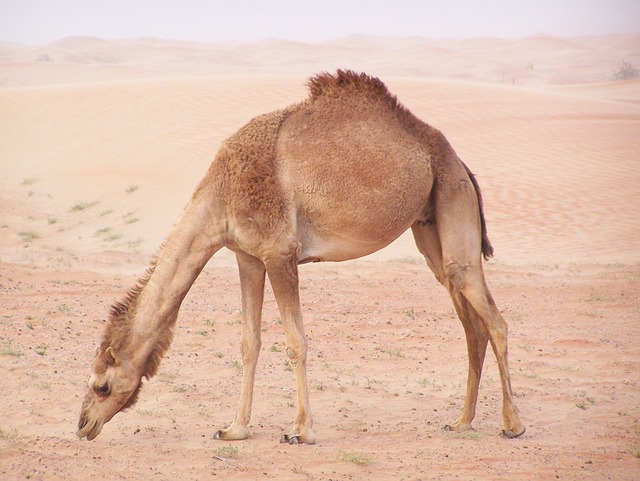 dubai desert