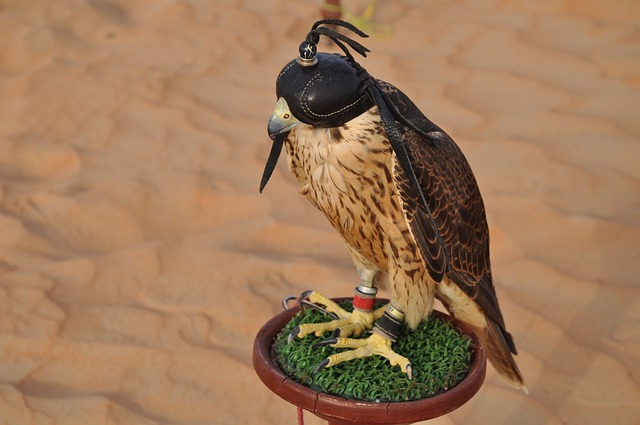 dubai-desert-640x480-20733159.jpeg
