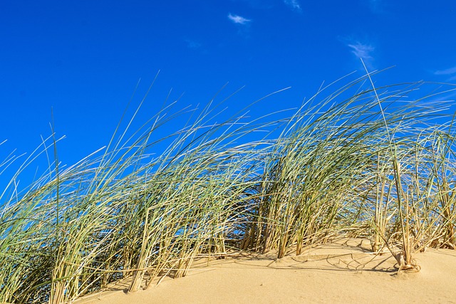 Unleash Adventure: Exploring UAE’s Dunes in Dune Buggies