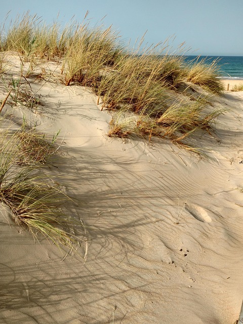 dune buggy